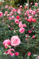 香蜜公园玫瑰园花海