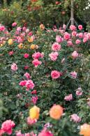 香蜜公园玫瑰园花海