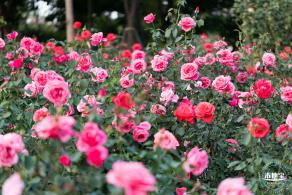 香蜜公园玫瑰园花海
