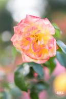 香蜜公园玫瑰园花海