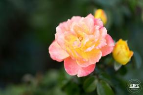 香蜜公园玫瑰园花海
