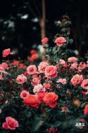 香蜜公园玫瑰园花海