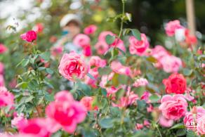 香蜜公园玫瑰园花海