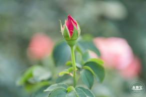 香蜜公园玫瑰园花海