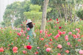 香蜜公园玫瑰园花海