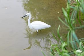 香蜜公园玫瑰园花海