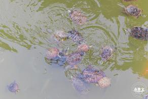 香蜜公园玫瑰园花海