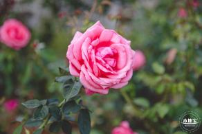 香蜜公园玫瑰园花海