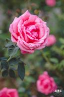 香蜜公园玫瑰园花海