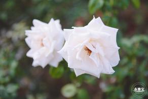 香蜜公园玫瑰园花海
