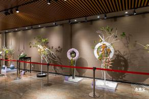 2021深圳菊花展-东湖公园