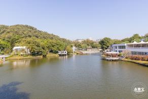 2021深圳菊花展-东湖公园