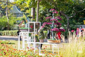 2021深圳菊花展-东湖公园