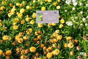 2021深圳菊花展-东湖公园