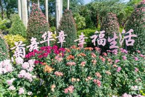 2021深圳菊花展-东湖公园
