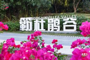 簕杜鹃谷