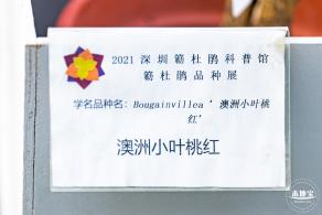 簕杜鹃谷