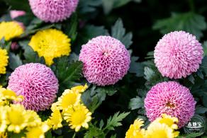 香蜜公园菊花展