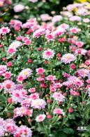 香蜜公园菊花展