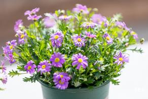 香蜜公园菊花展