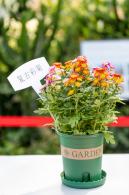 香蜜公园菊花展