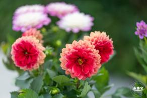 香蜜公园菊花展