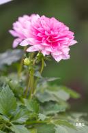 香蜜公园菊花展