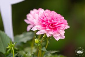 香蜜公园菊花展