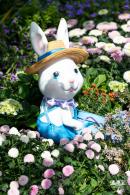 香蜜公园菊花展