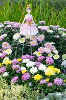 香蜜公园菊花展