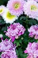 香蜜公园菊花展