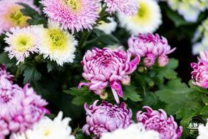 香蜜公园菊花展