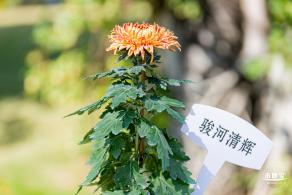 香蜜公园菊花展