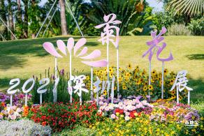 香蜜公园菊花展