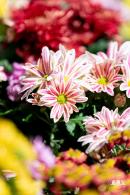 香蜜公园菊花展