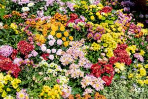 香蜜公园菊花展