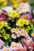 香蜜公园菊花展