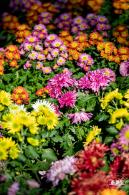 香蜜公园菊花展
