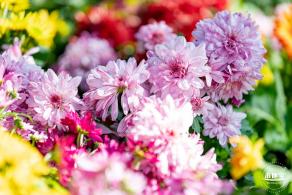 香蜜公园菊花展