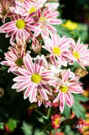 香蜜公园菊花展