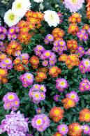 香蜜公园菊花展