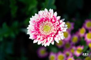 香蜜公园菊花展