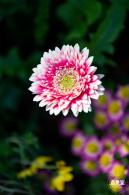 香蜜公园菊花展