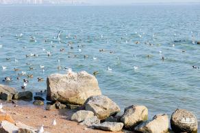深圳湾公园候鸟季