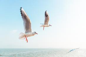 深圳湾公园候鸟季