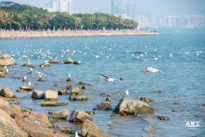 深圳湾公园候鸟季