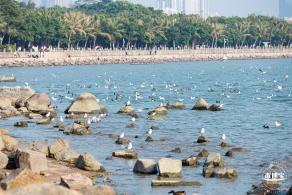 深圳湾公园候鸟季