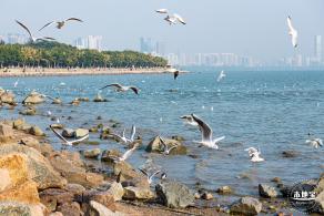 深圳湾公园候鸟季