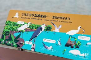 深圳湾公园候鸟季