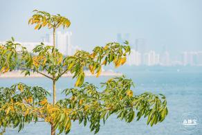 深圳湾公园候鸟季